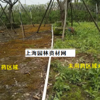 草坪里的雜草怎么去除，上海綠化養(yǎng)護(hù)草坪雜草如何管理