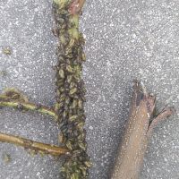 上海園林綠化養(yǎng)護(hù)病蟲害高發(fā)，欒樹多態(tài)芽蟲防治